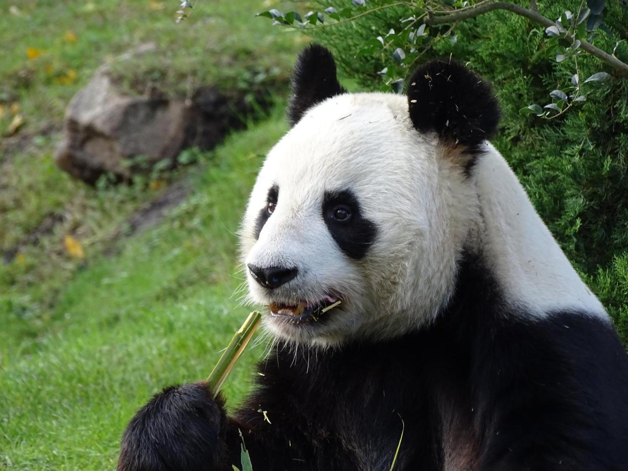Trainefeuilles - Chambres D'Hotes Proche Zoo De Beauval Le Controis-en-Sologne Exteriér fotografie