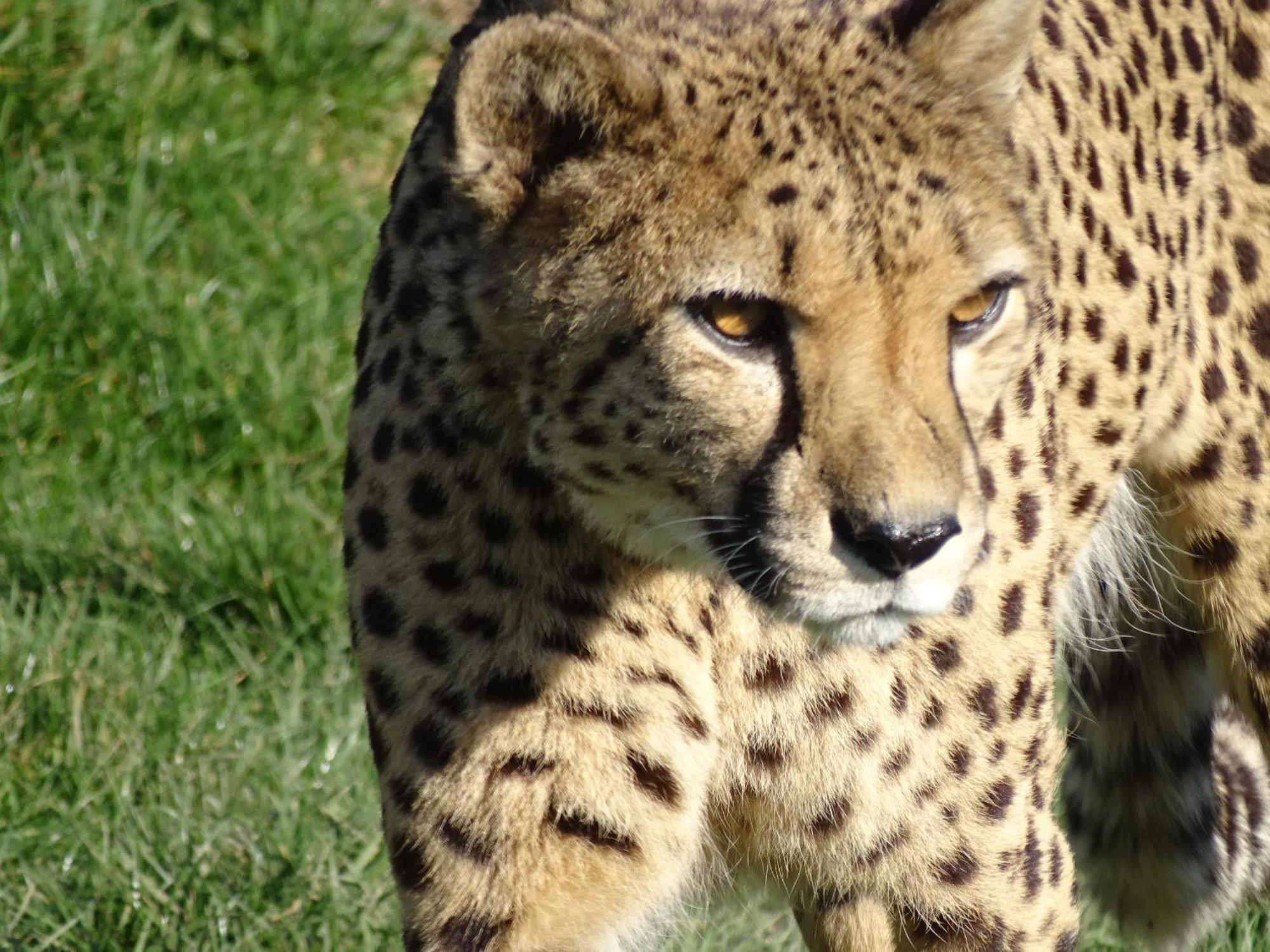 Trainefeuilles - Chambres D'Hotes Proche Zoo De Beauval Le Controis-en-Sologne Exteriér fotografie